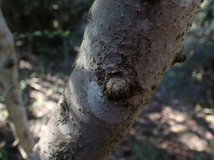 Canthium spinosum