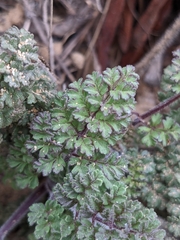 Daucus carota halophilus