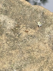 Tetramorium bicarinatum