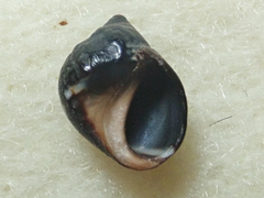Littorina scutulata