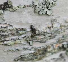 Temnostethus gracilis