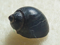 Littorina scutulata