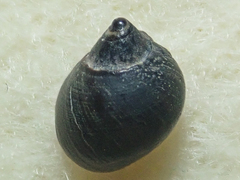 Littorina scutulata
