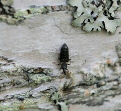 Temnostethus gracilis