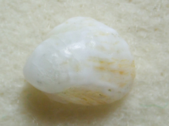 Crepipatella lingulata