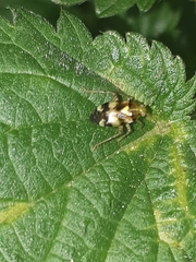 Liocoris tripustulatus
