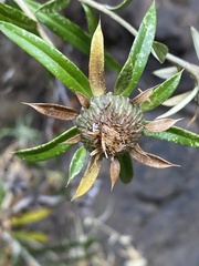 Carlina falcata