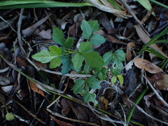 Allophylus decipiens