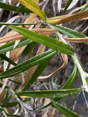 Carlina falcata