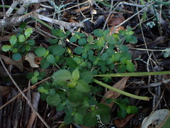 Allophylus decipiens