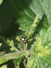 Liocoris tripustulatus