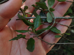 Diospyros simii