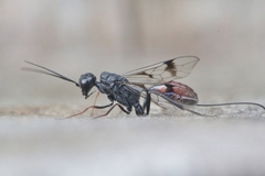 Pristaulacus galitae