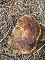 Boletus rubriceps