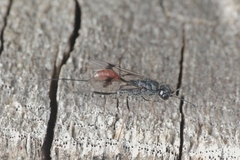 Pristaulacus galitae