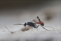 Pristaulacus galitae