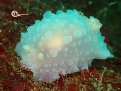 Doriopsilla pelseneeri