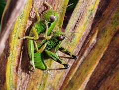 Miramella carinthiaca