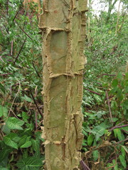 Piptadenia gonoacantha