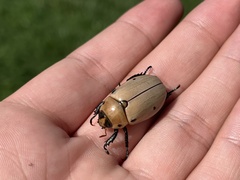 Pelidnota punctata