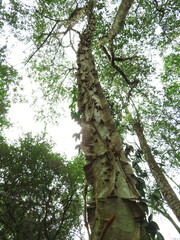 Piptadenia gonoacantha