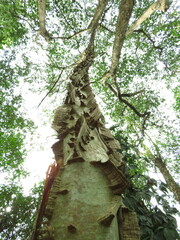 Piptadenia gonoacantha