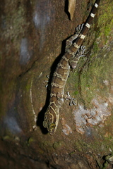 Cyrtodactylus consobrinus