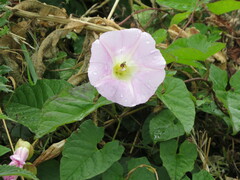 Calystegia × pulchra