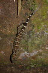 Cyrtodactylus consobrinus