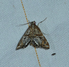 Petrophila longipennis