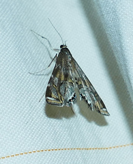 Petrophila longipennis