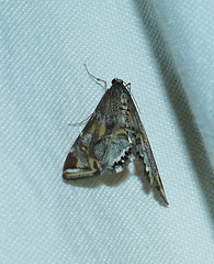 Petrophila longipennis