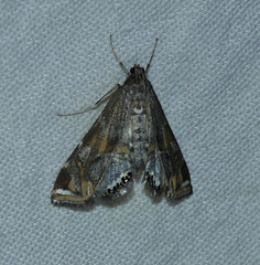 Petrophila longipennis