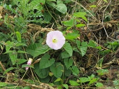 Calystegia × pulchra