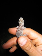 Gehyra purpurascens