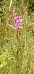 Chamaenerion angustifolium