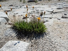 Raillardella scaposa