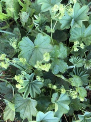 Alchemilla subcrenata