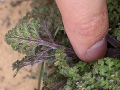 Daucus carota halophilus