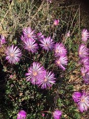 Lampranthus peacockiae