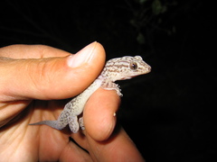 Gehyra purpurascens