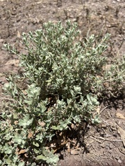 Buddleja scordioides