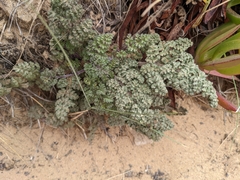 Daucus carota halophilus