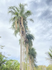 Syagrus oleracea