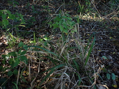 Panicum deustum