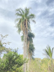 Syagrus oleracea