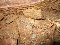 Pale-Headed Gecko photo 1