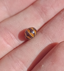 Glomeris pulchra