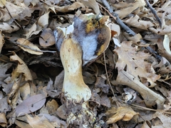 Boletus barrowsii