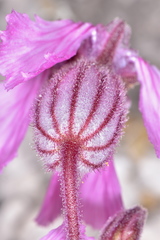 Silene petersonii